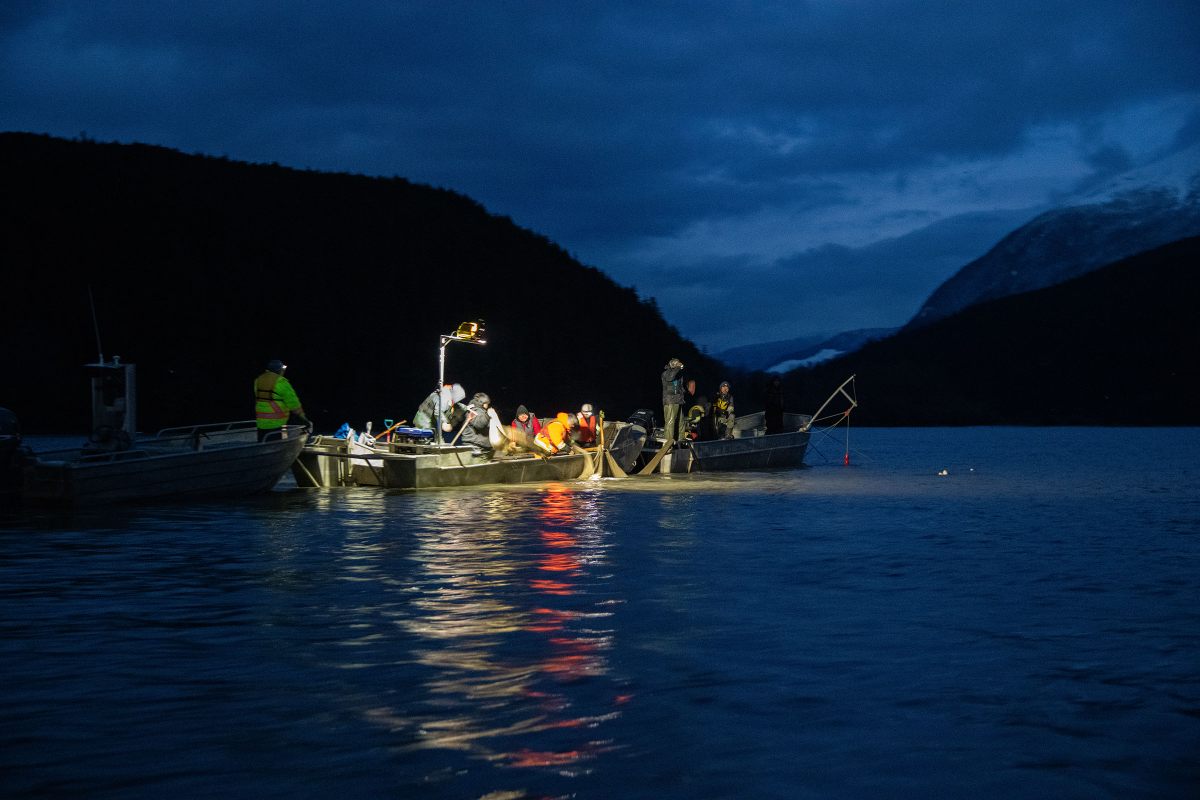 The Nisg̱a’a harvest eulachon as tidal river waters rush back to the sea. This often means toiling into the night.