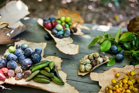Edible “bush tucker,” including Davidson’s plums, native tamarind, and rose apples.