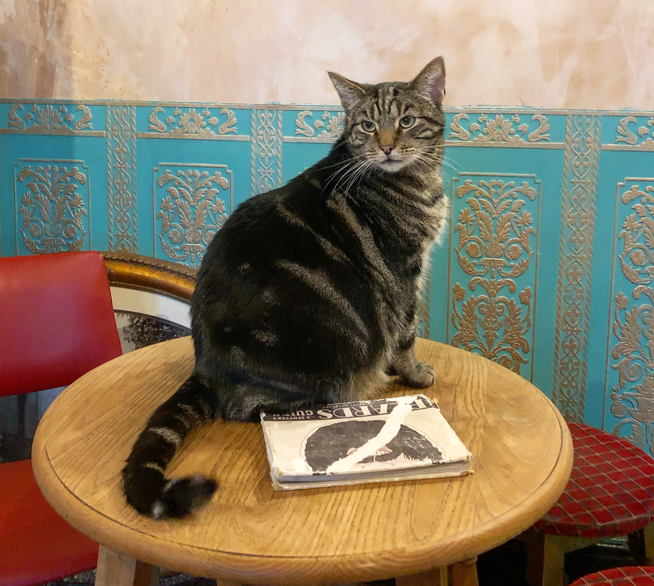 One of 15 pub cats at the Bag of Nails.