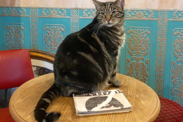 One of 15 pub cats at the Bag of Nails.