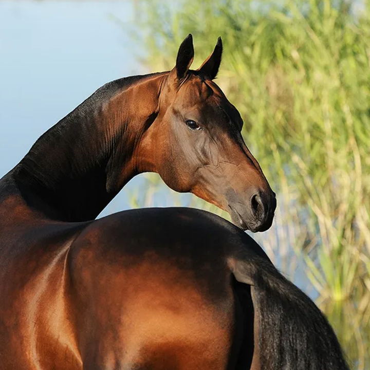 Akhal-Teke horse