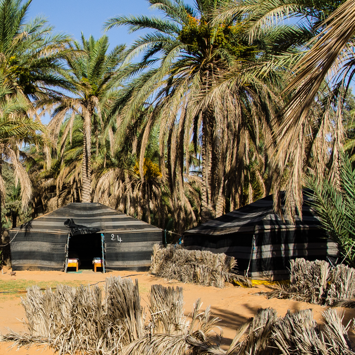 Ksar Ghilane, Saharan oasis.